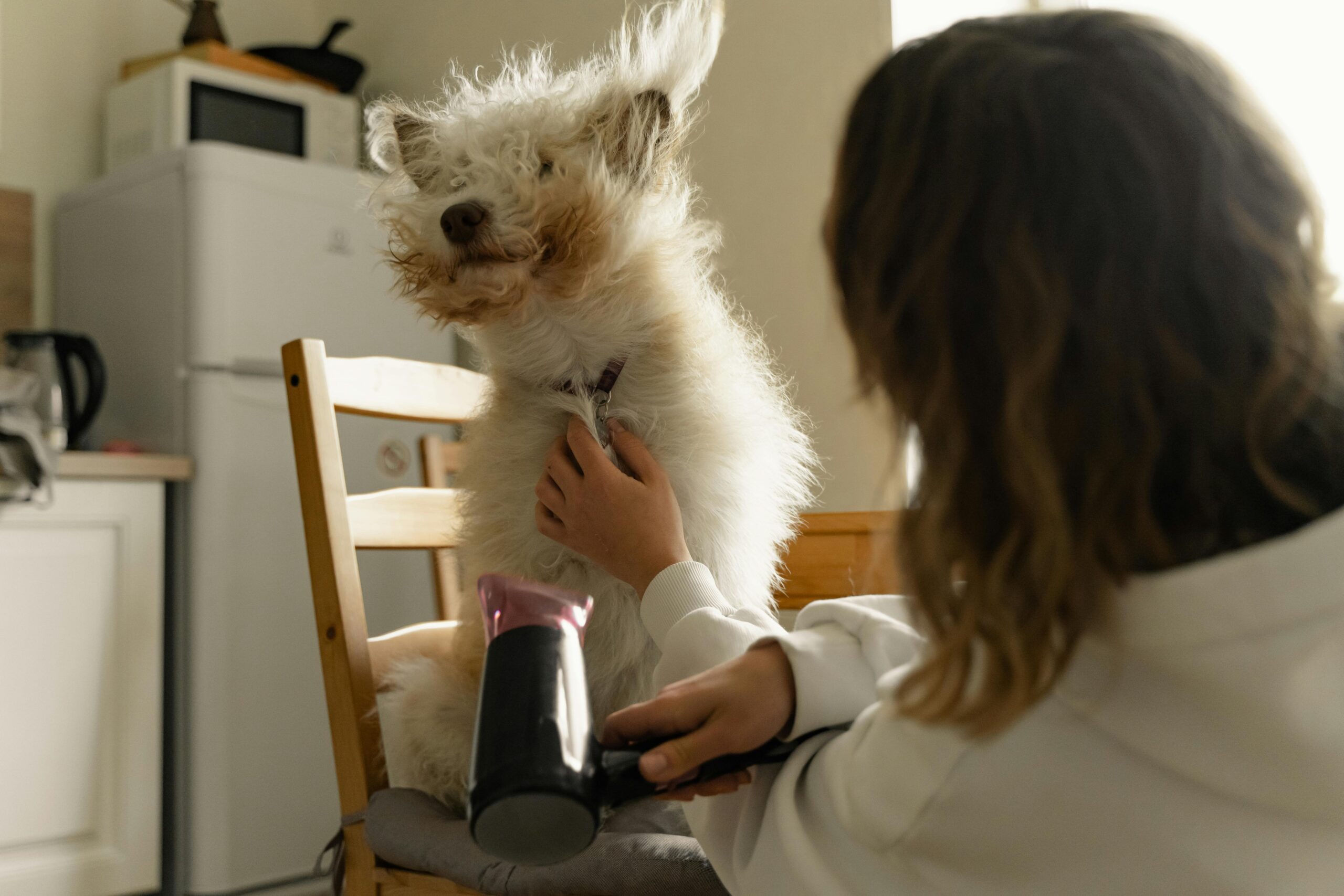 How to Choose the Right Dryer for Dogs and Cats