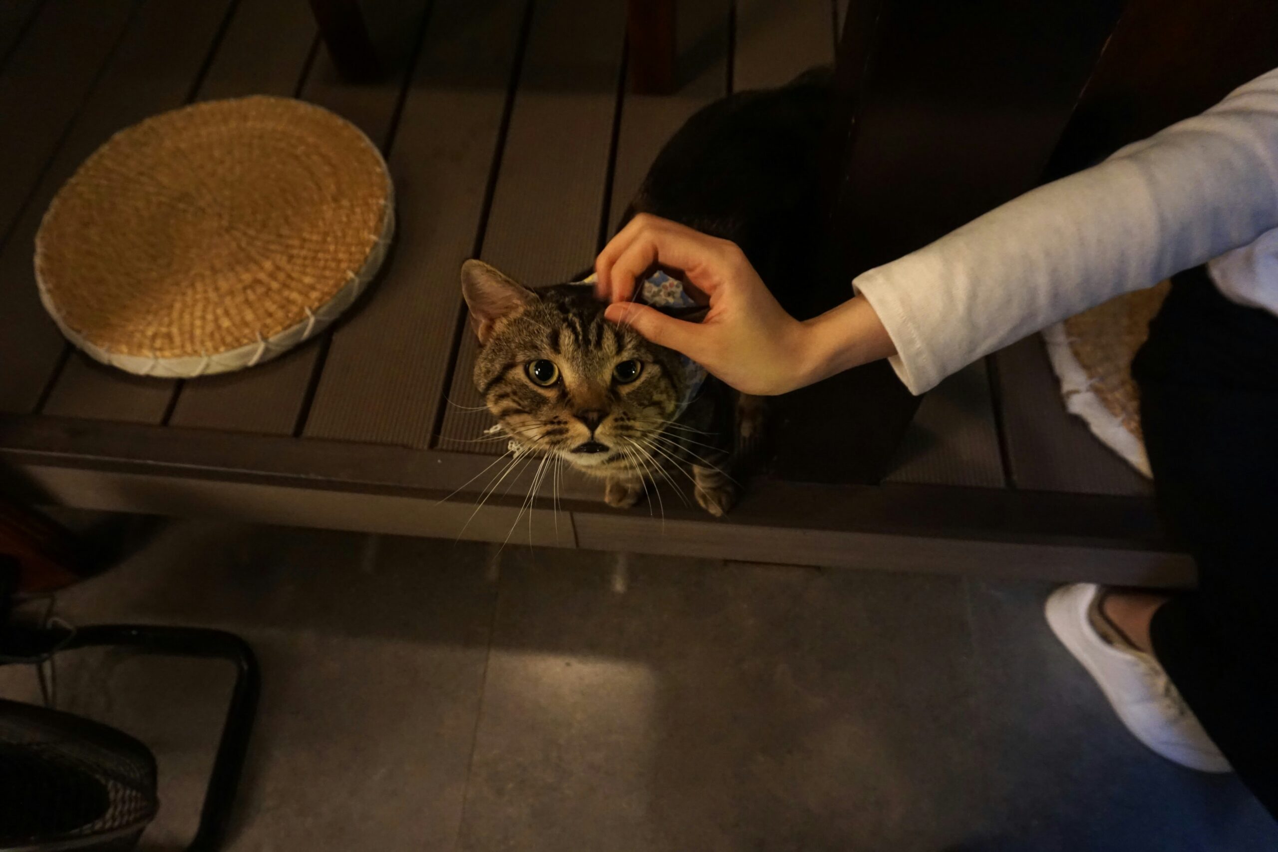 Budget-Friendly DIY Grooming Tools You Can Make at Home