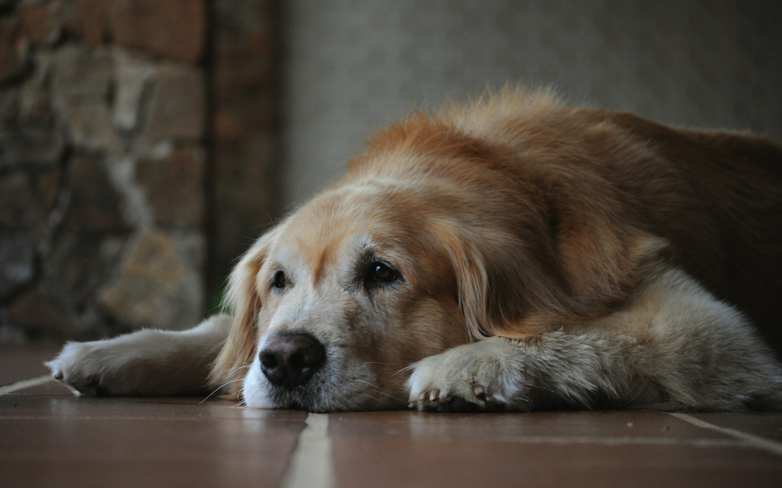 Special Care Tips for Aging Dogs and Cat