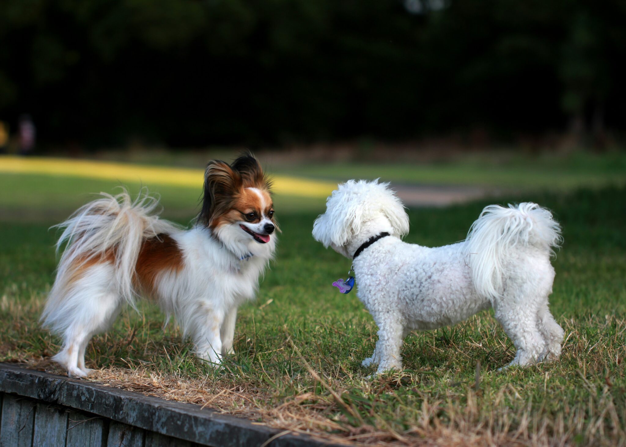Picture Idea: Pet Mental Health DIY Grooming Techniques That Reduce Anxiety