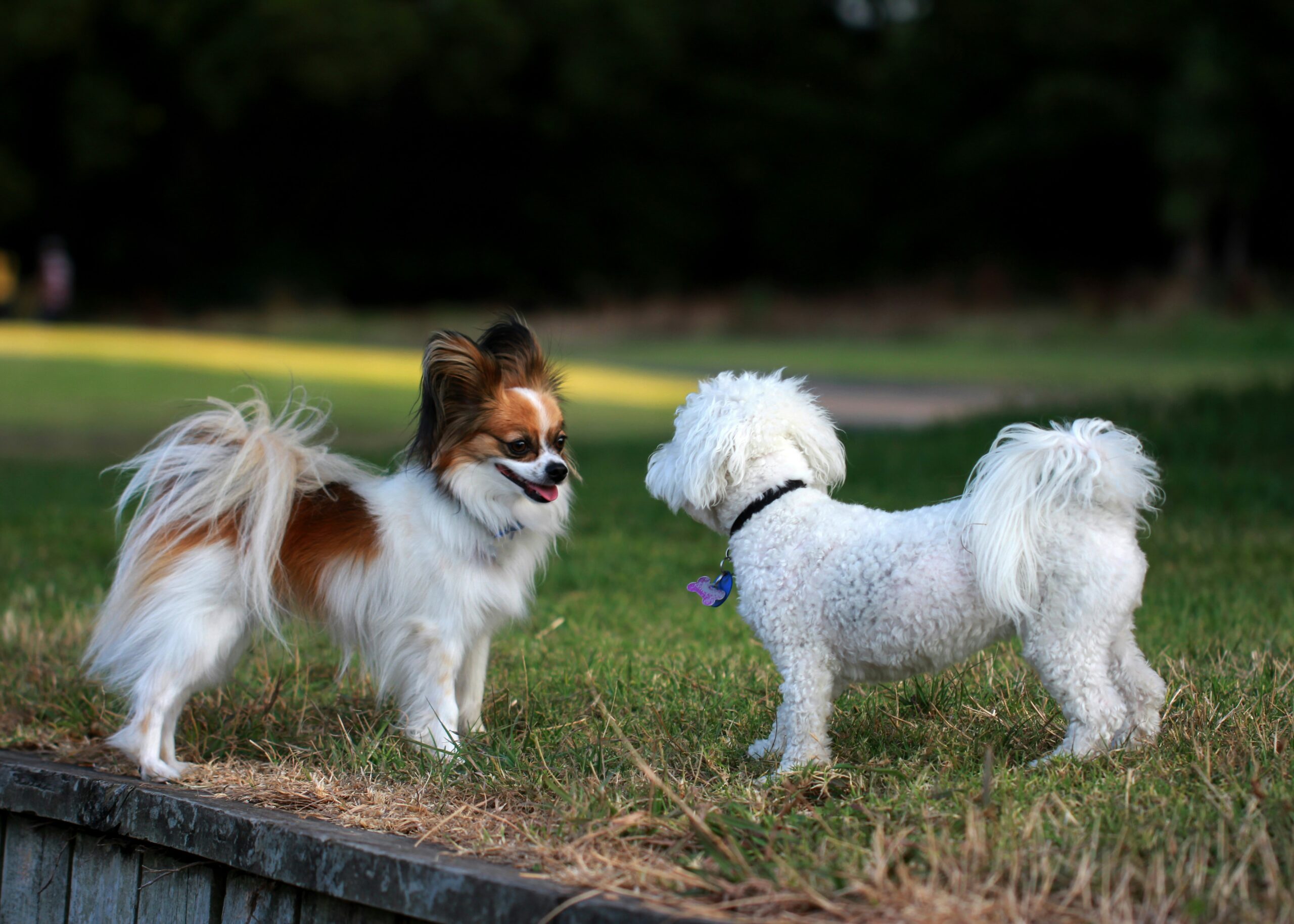 Pet Mental Health DIY Grooming Techniques That Reduce Anxiety