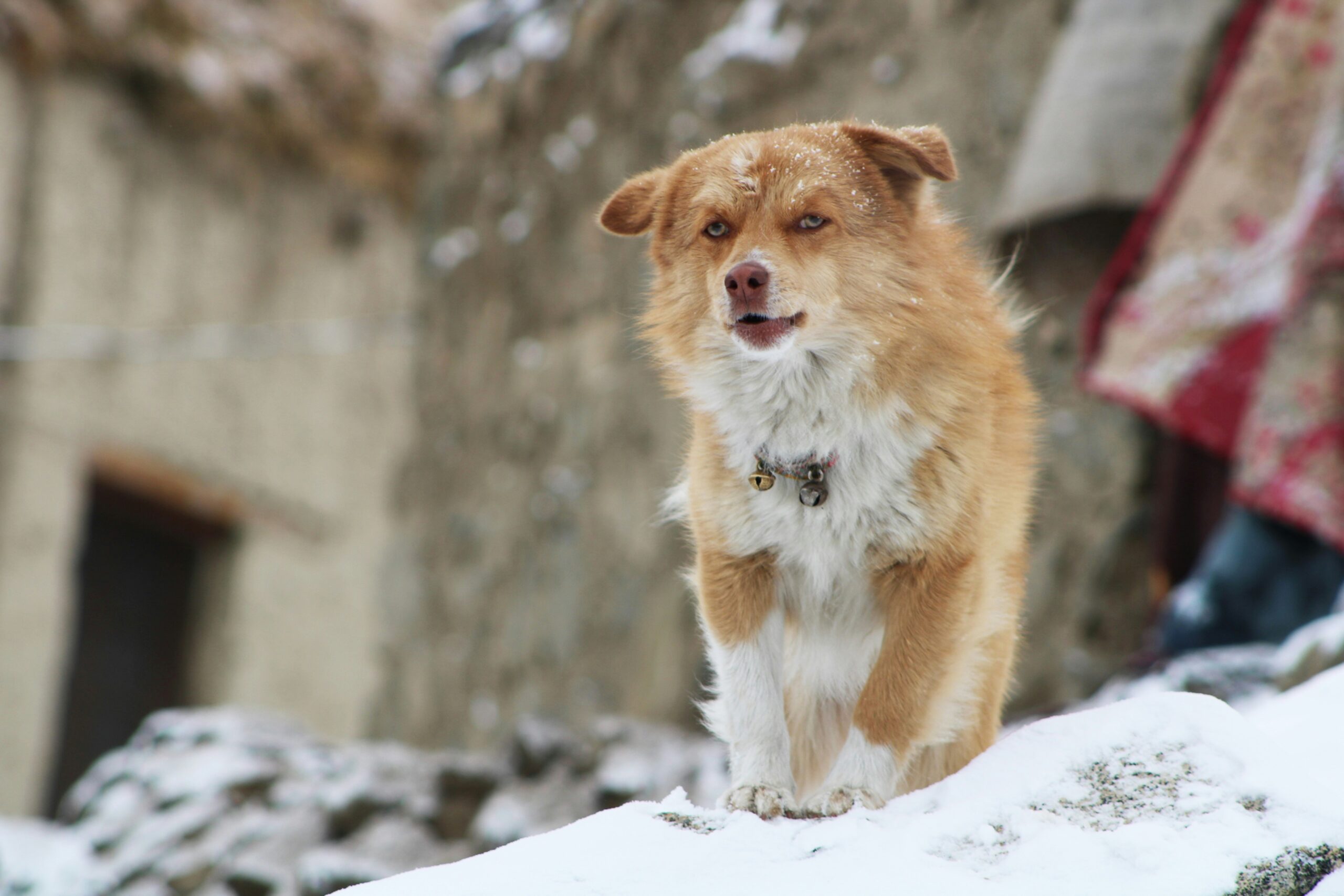 Winter Nutrition for Dogs and Cats: What to Feed Your Pets When Temperatures Drop