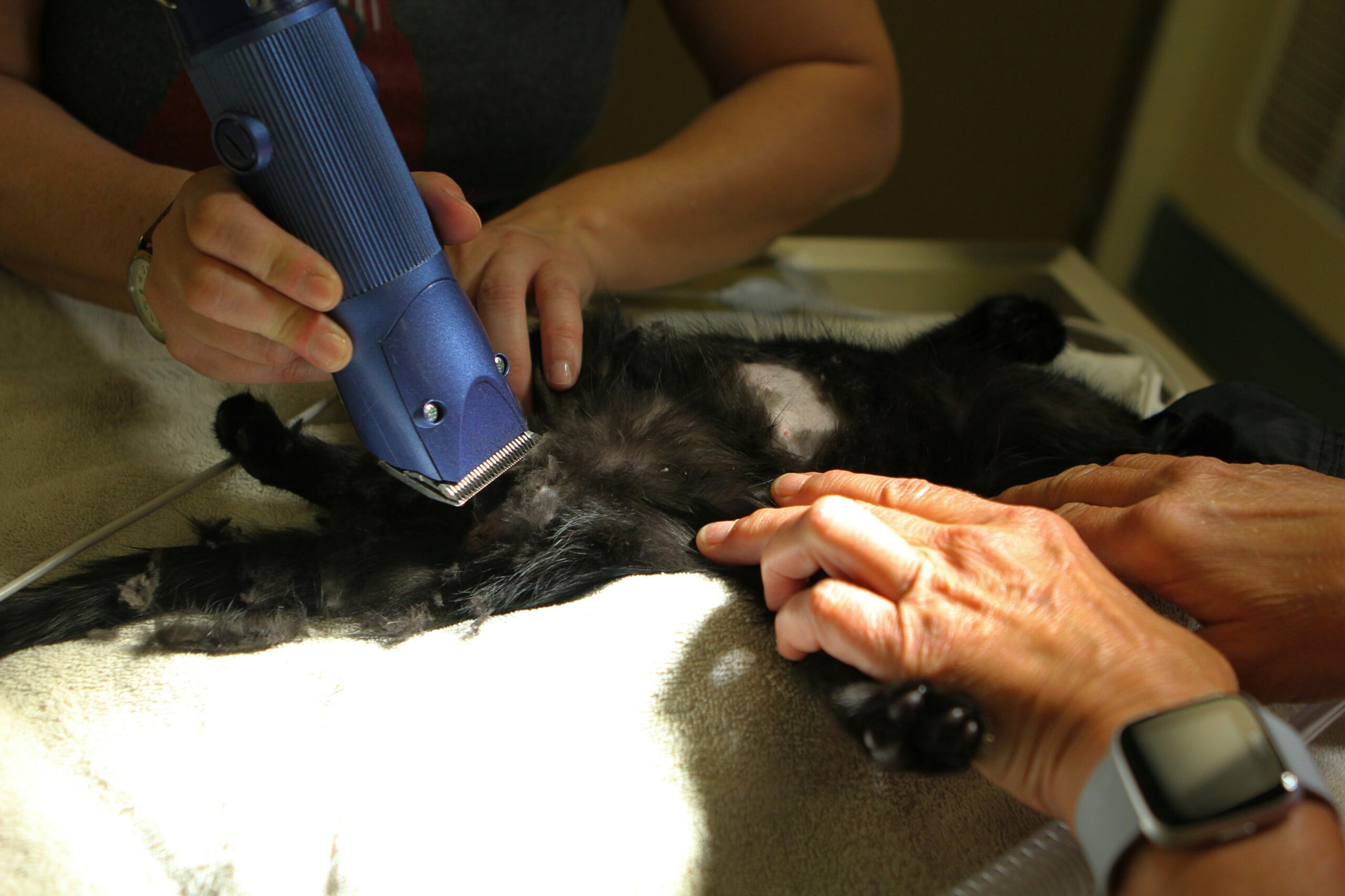Cordless Dog Clippers